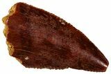 Serrated Raptor Tooth - Real Dinosaur Tooth #298142-1